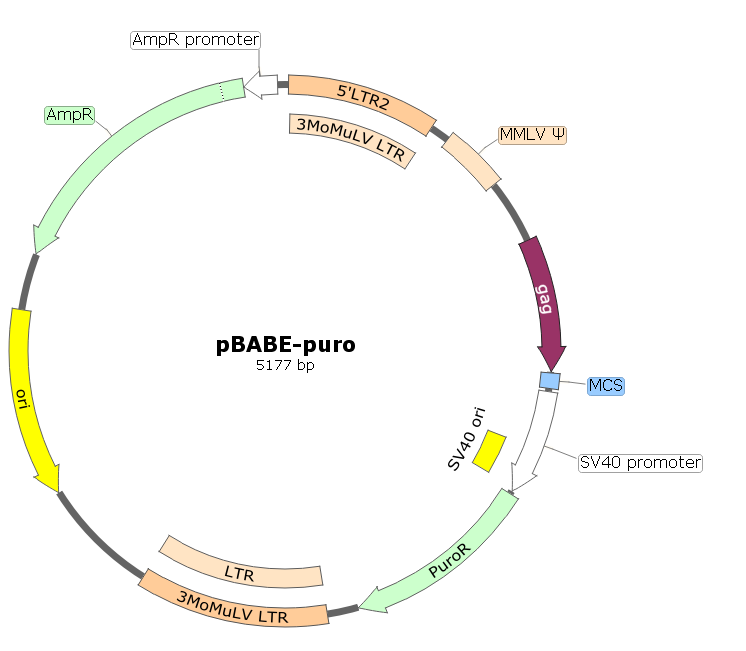 pBABE-puro载体图谱